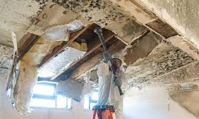 Why You Should Choose Our Mold Remediation Services in Winnsboro Mills, SC